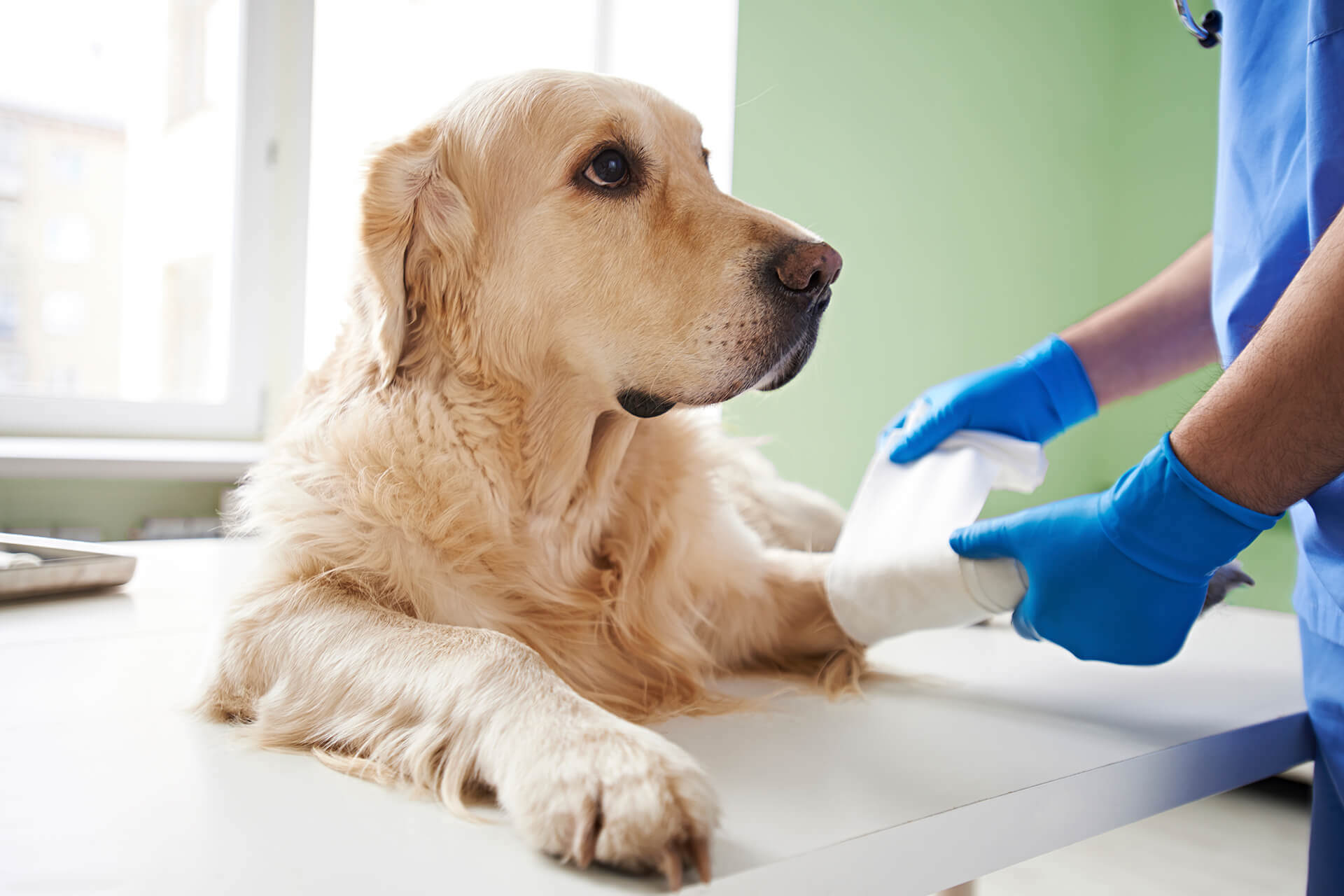 Veterinarian-helping-the-dog